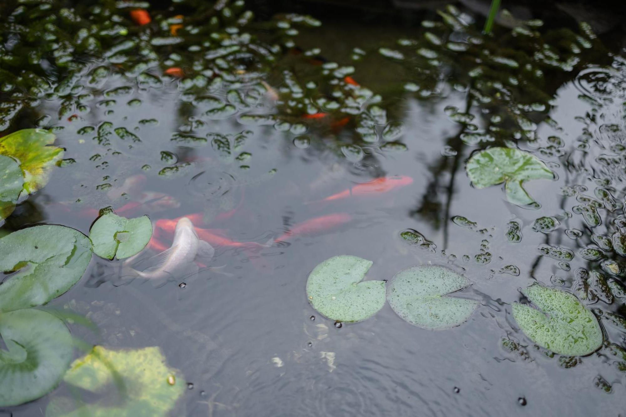 敏西奥庭院住宿加早餐旅馆 蒙赞巴诺 外观 照片